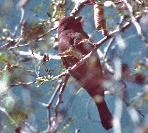 Varied Bunting - ML32057801