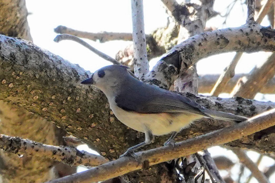 Tufted Titmouse - ML320579101