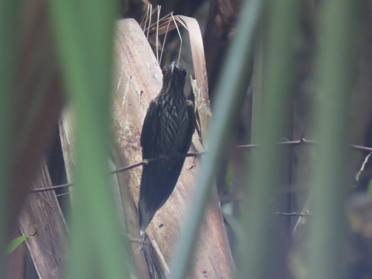 White-tipped Sicklebill - ML320581951