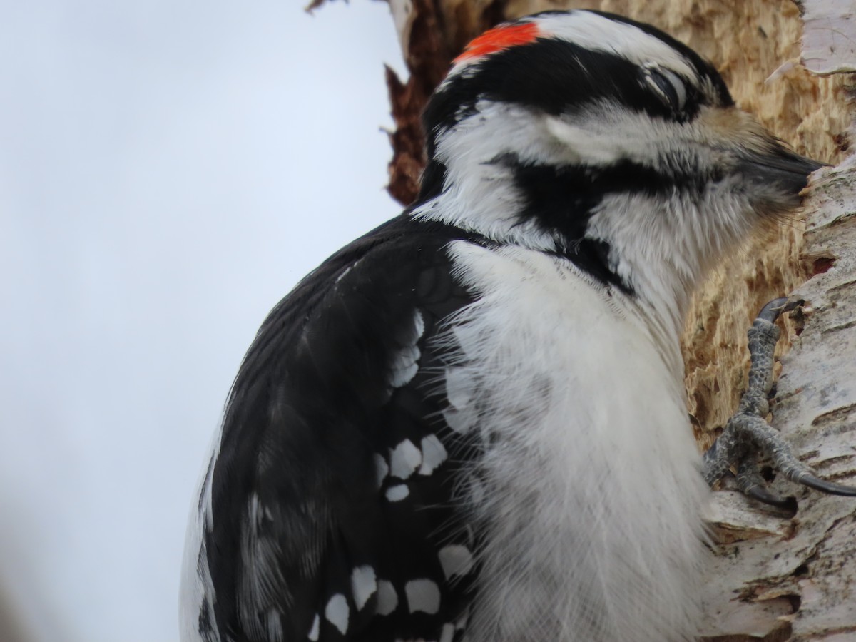 Hairy Woodpecker - ML320582061