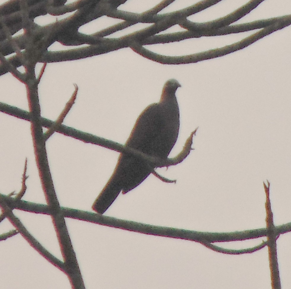 Pale-capped Pigeon - ML320582691