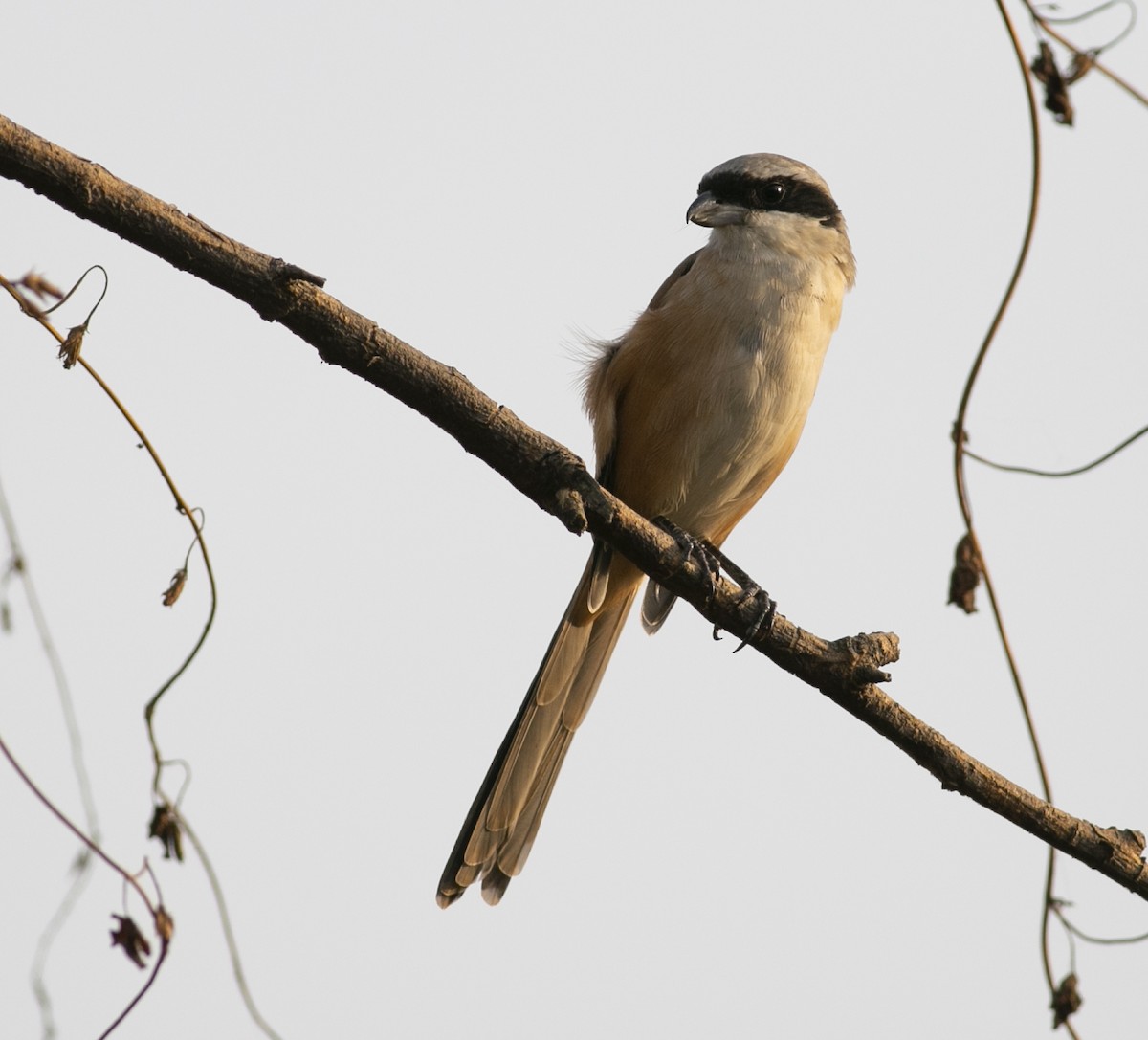 Long-tailed Shrike - ML320583811