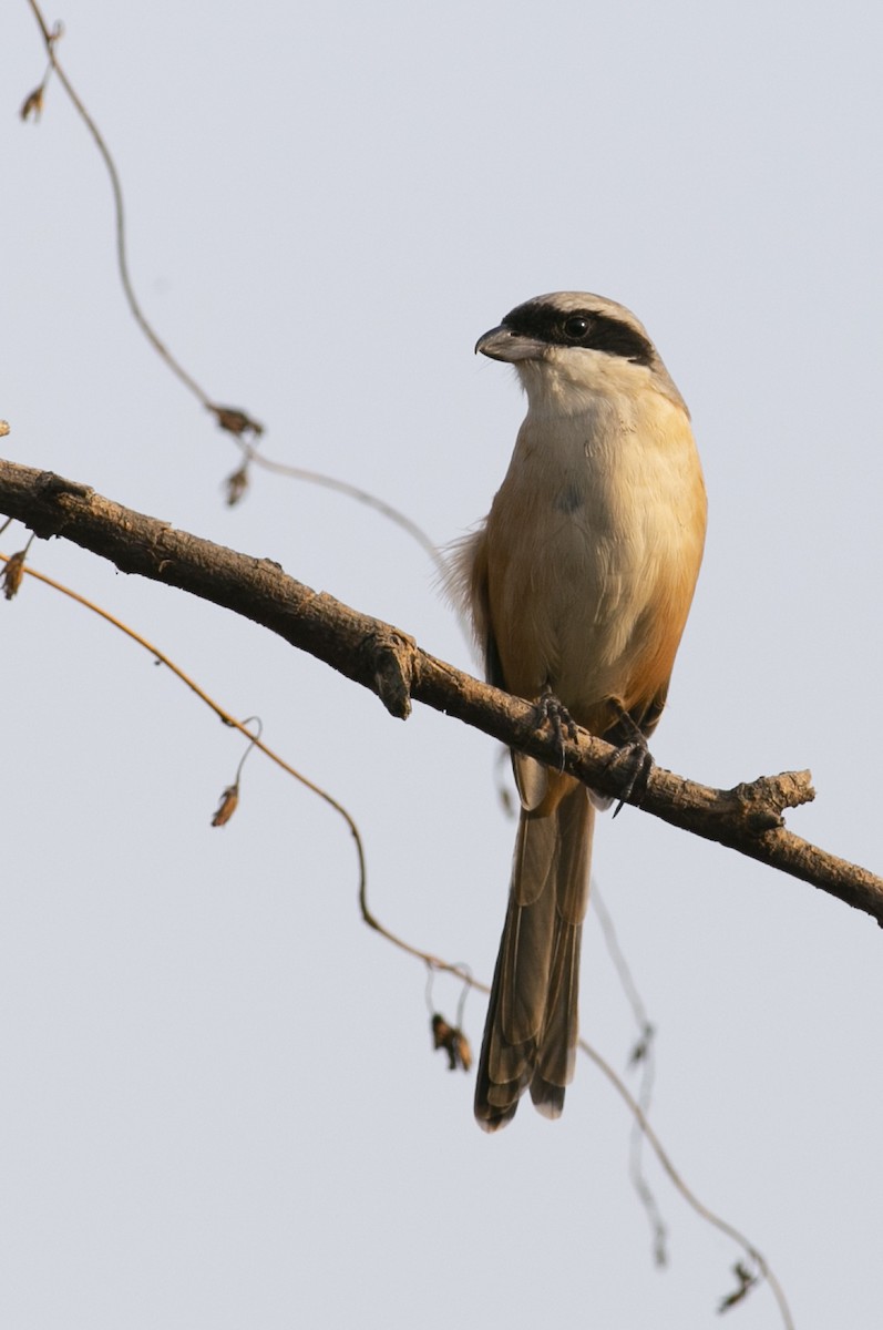 Long-tailed Shrike - ML320583831