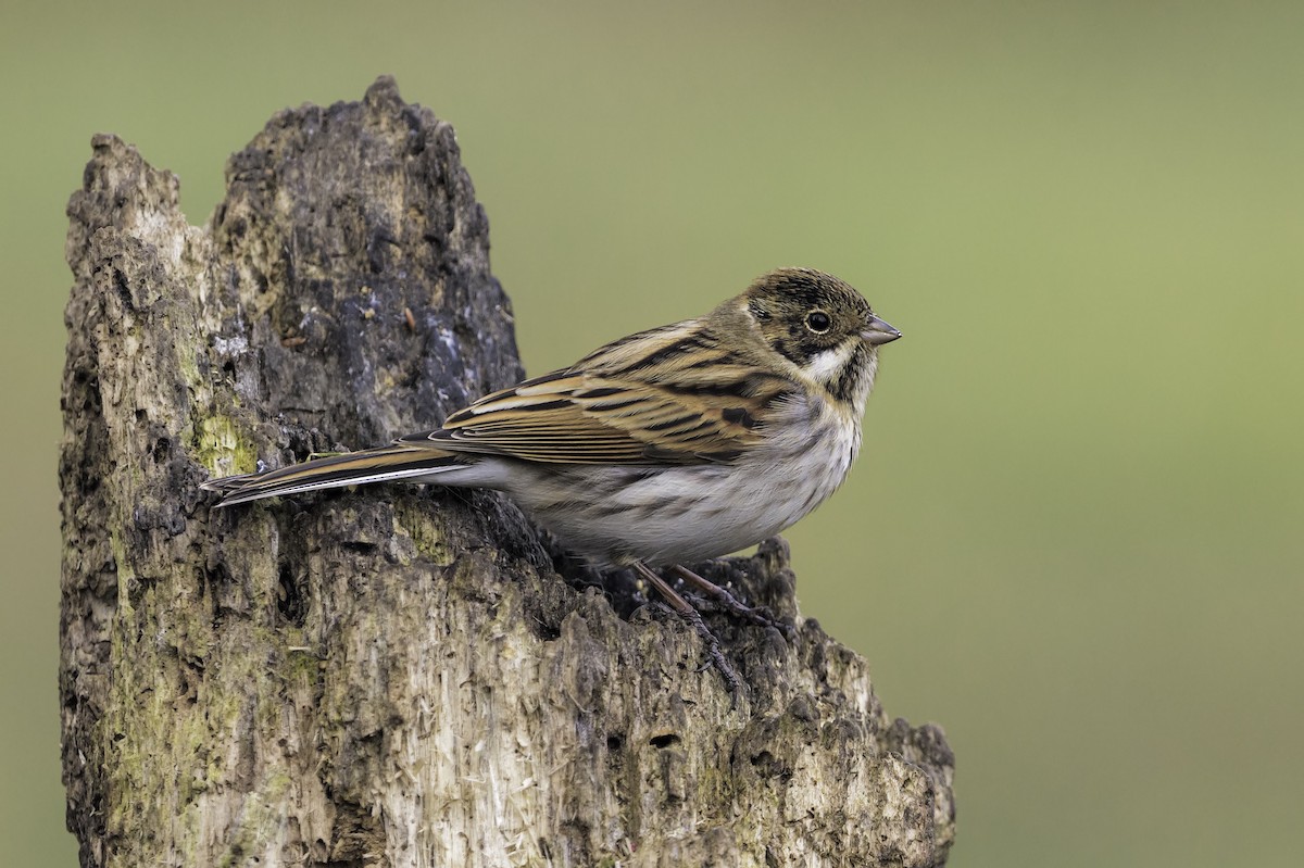 Reed Bunting - ML320586221