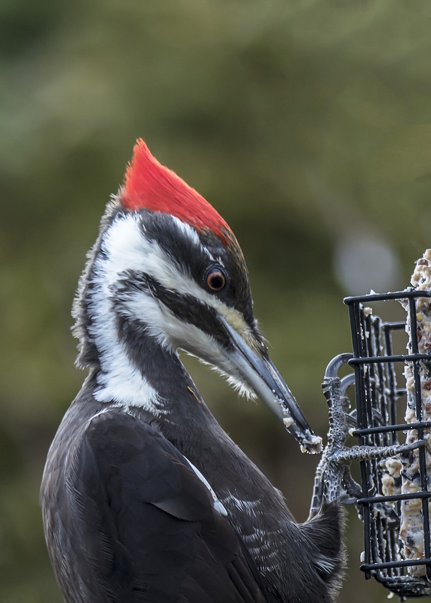 Pileated Woodpecker - Rémi Lemieux