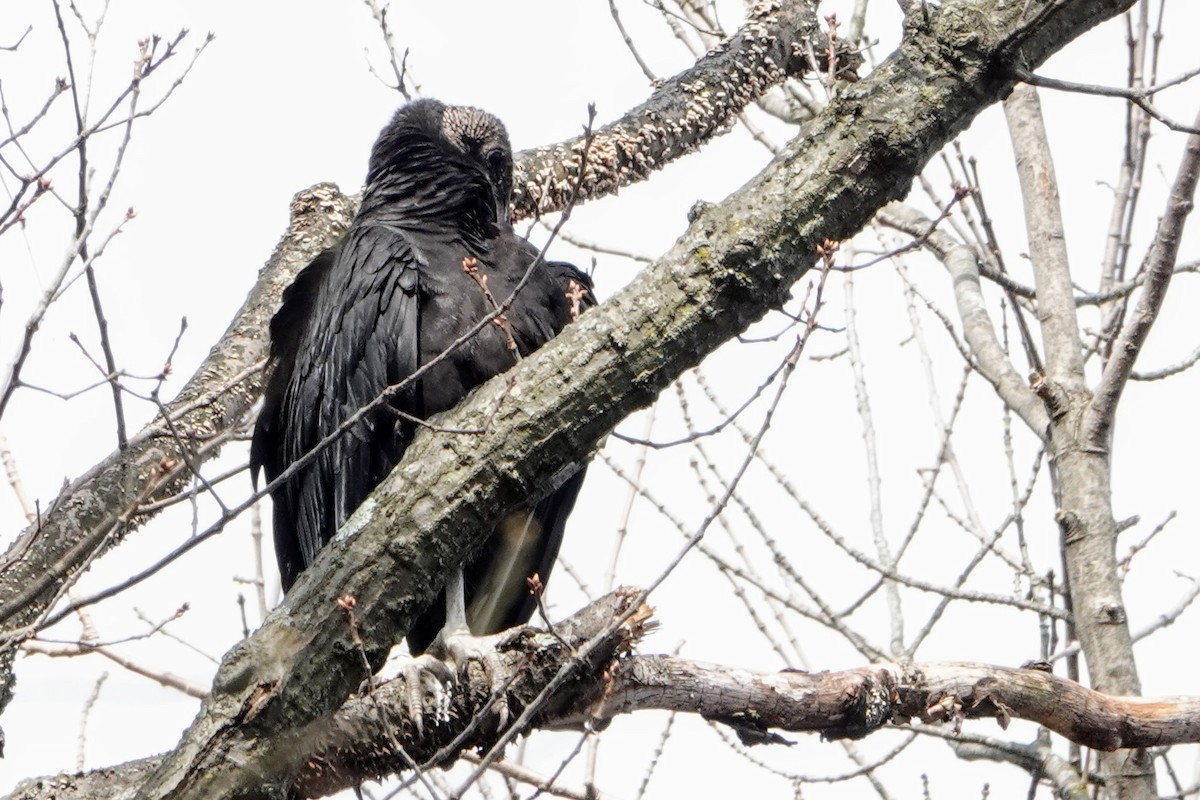 Black Vulture - ML320586491