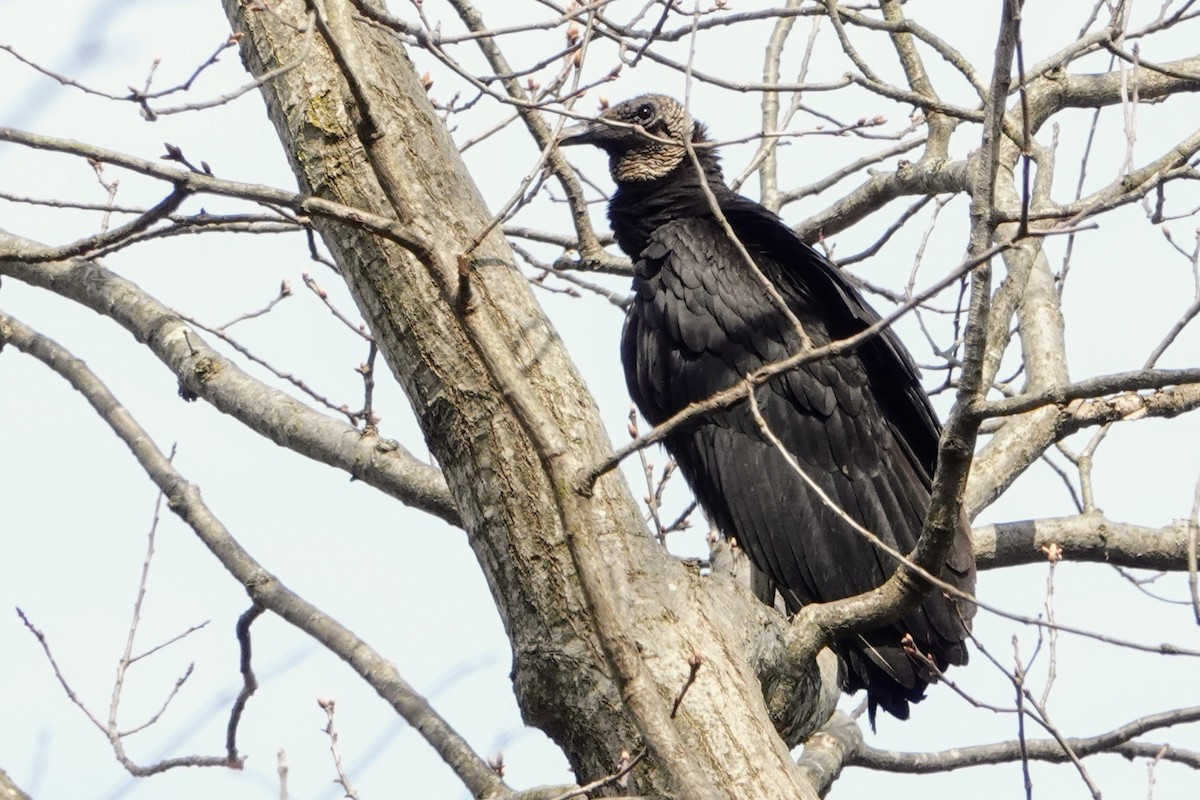 Black Vulture - Linda Hamp