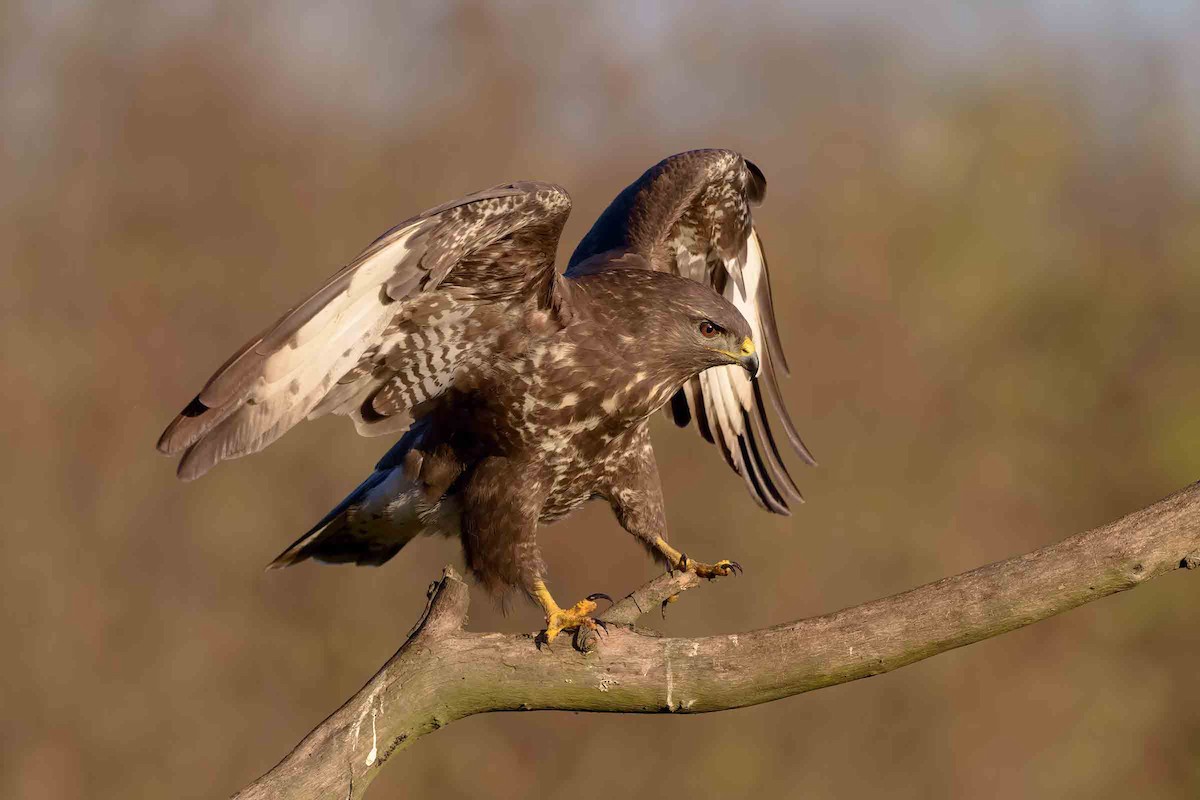 Common Buzzard - ML320587561