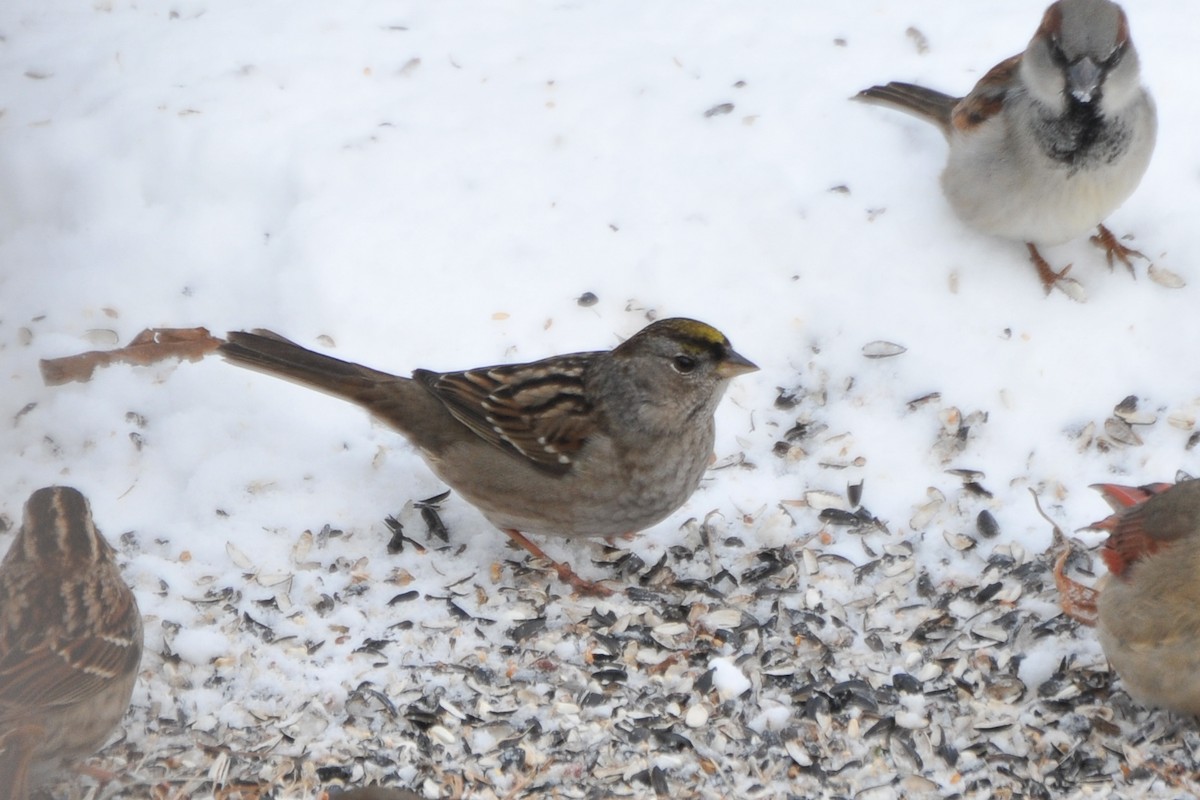 Golden-crowned Sparrow - ML320588091