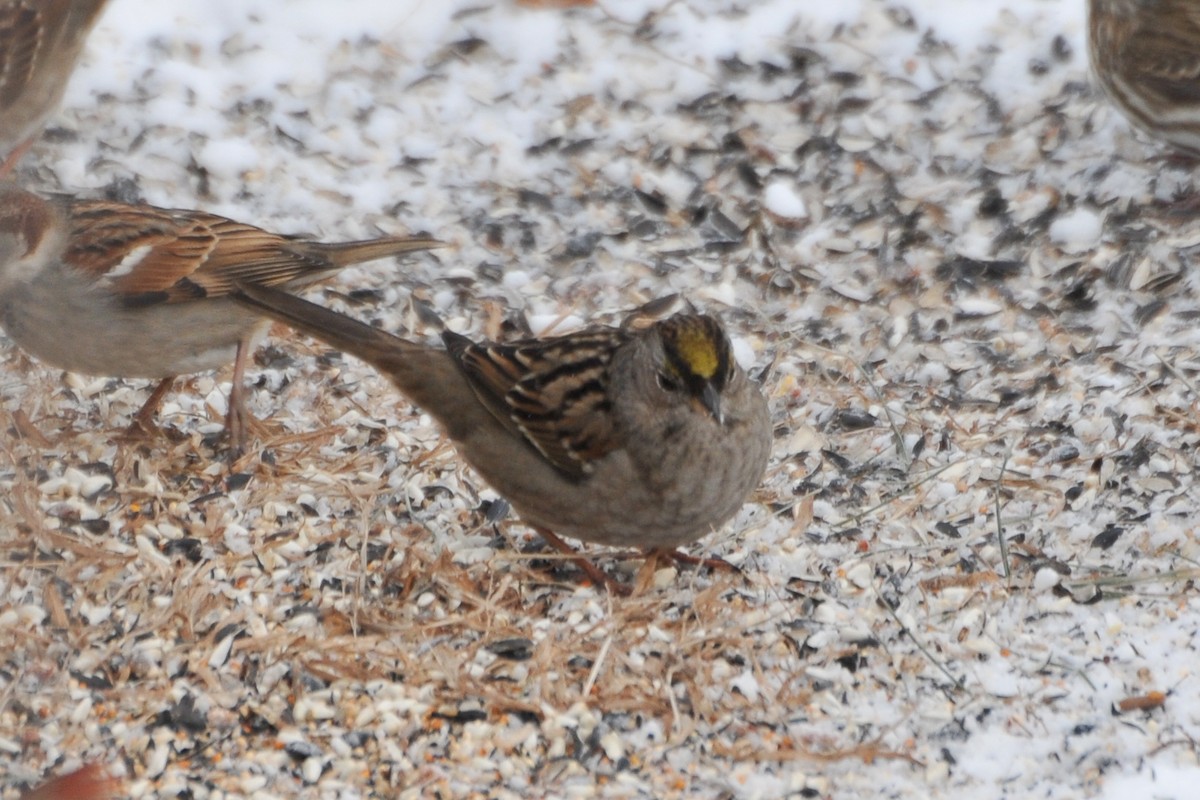 Golden-crowned Sparrow - ML320588101