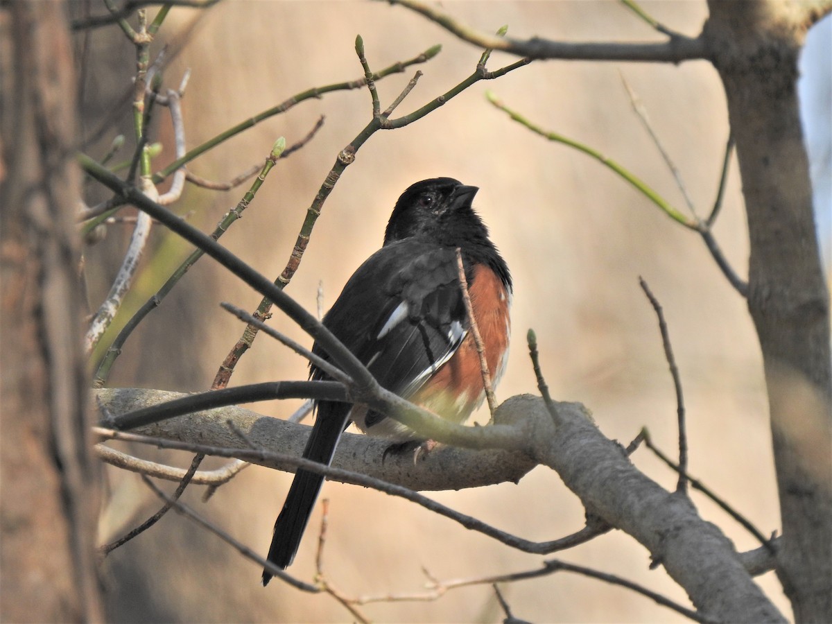 Eastern Towhee - ML320588111