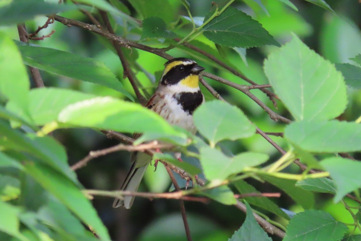 Yellow-throated Bunting - ML320588771