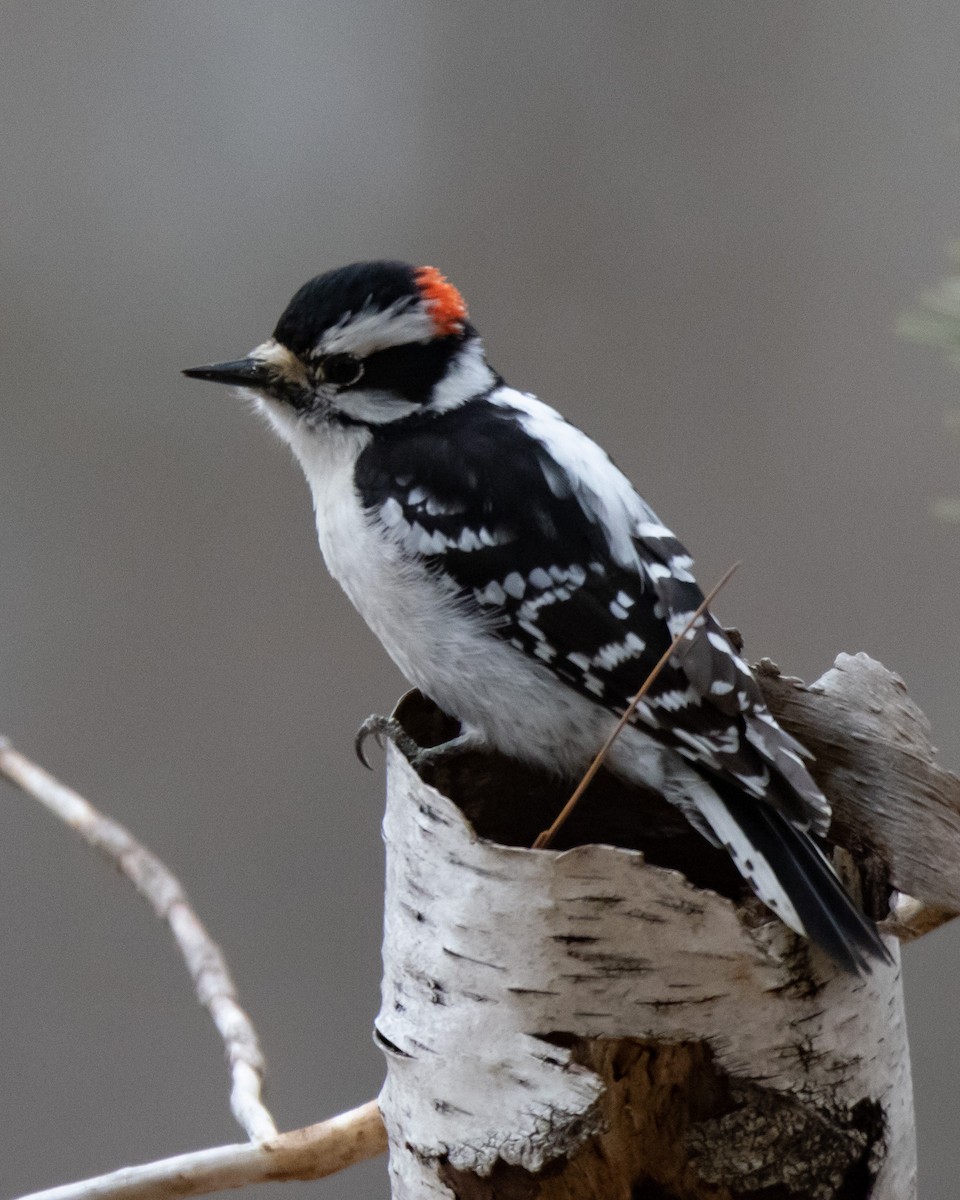 Downy Woodpecker - ML320588781