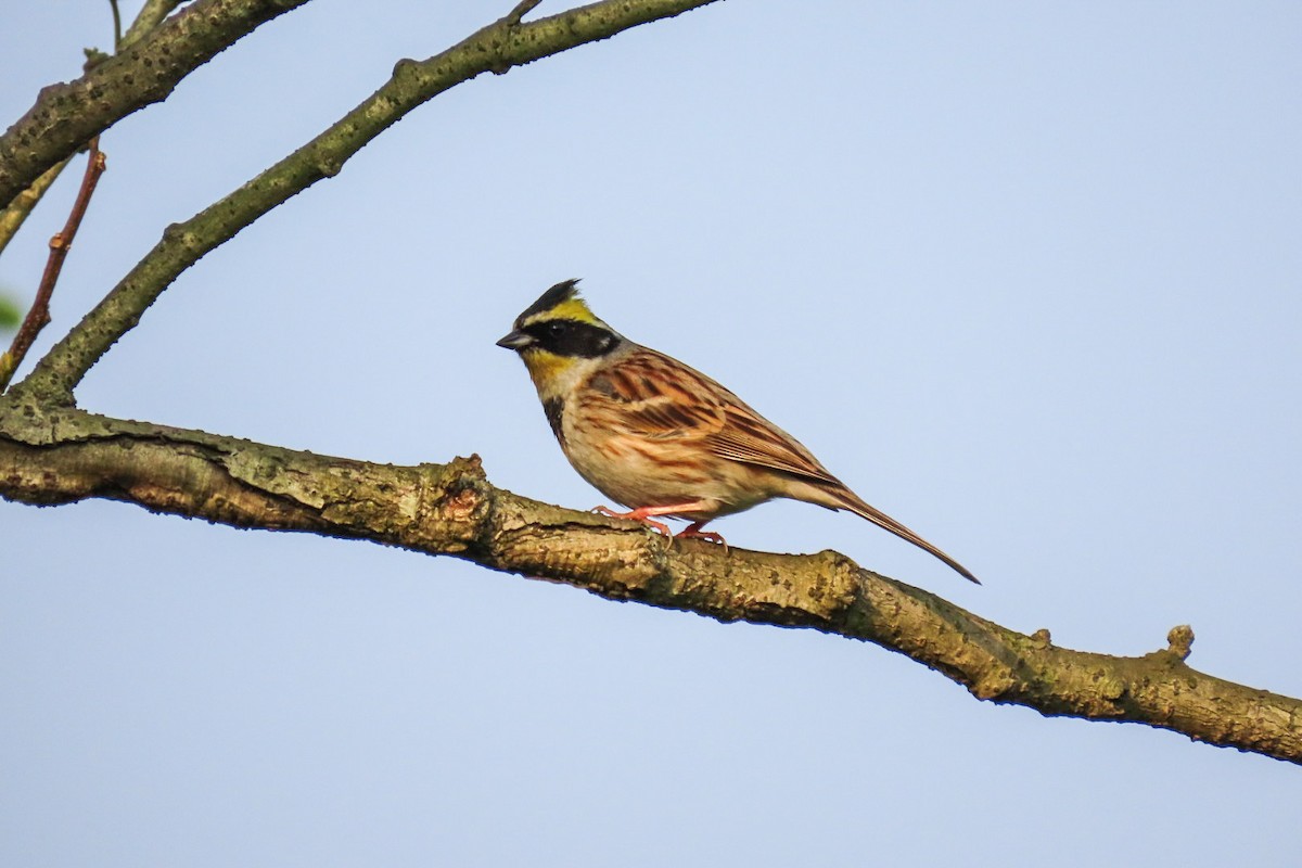 Yellow-throated Bunting - ML320588851