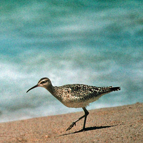 Little Curlew - ML32058911