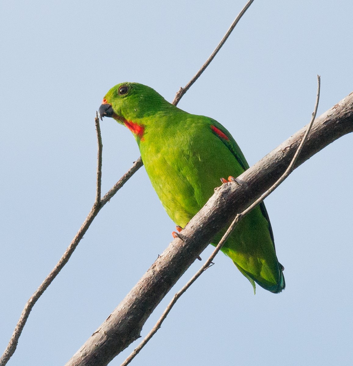 Sulawesi Hanging-Parrot - ML320589531