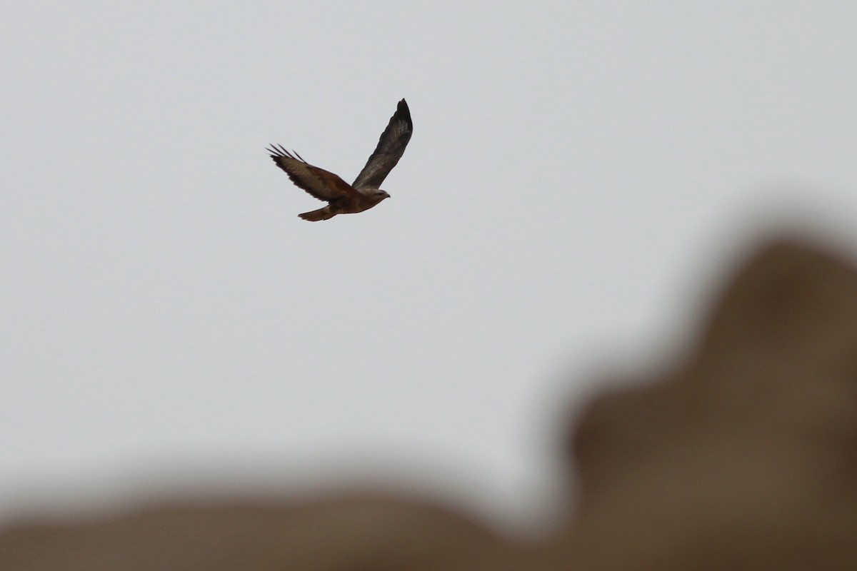 Common Buzzard (Steppe) - ML320589581