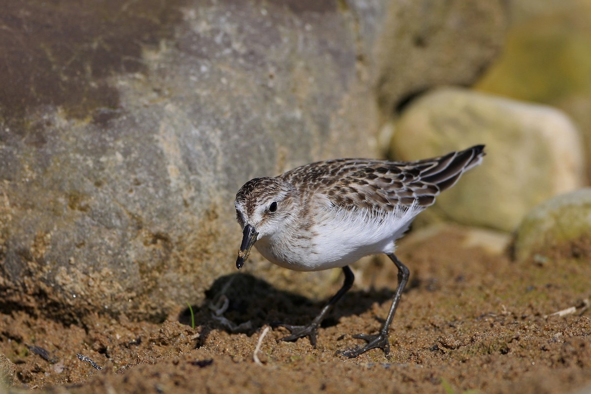 Semipalmated Sandpiper - ML320589681