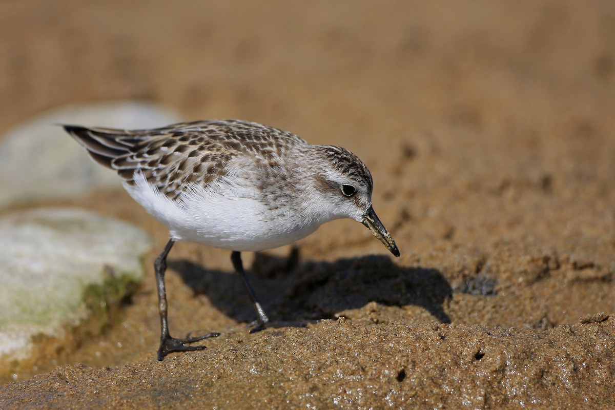 Semipalmated Sandpiper - ML320589691
