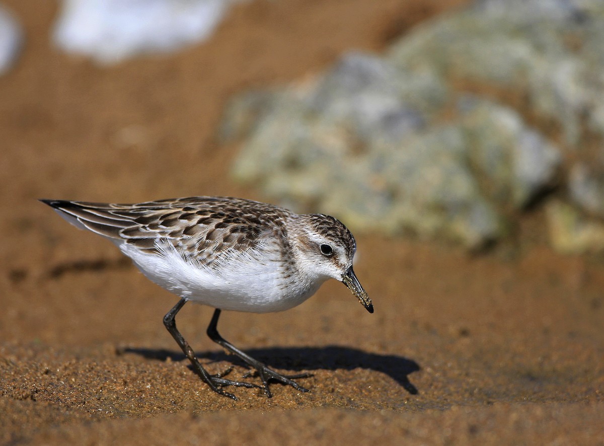 Semipalmated Sandpiper - ML320589711