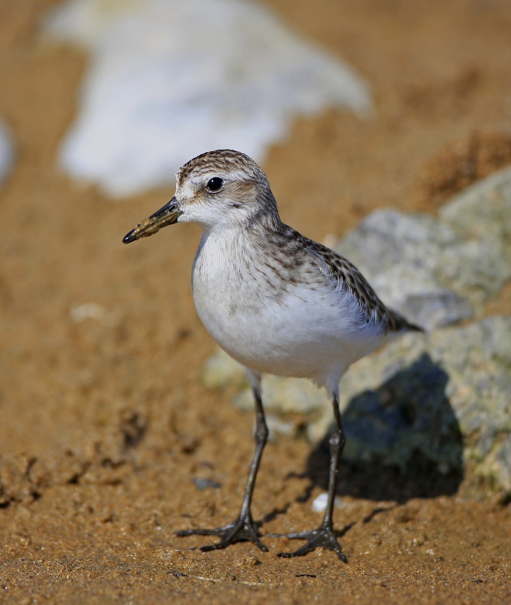 Semipalmated Sandpiper - ML320589721