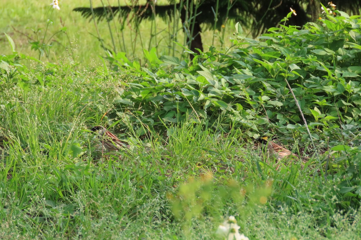 Yellow-throated Bunting - ML320590001