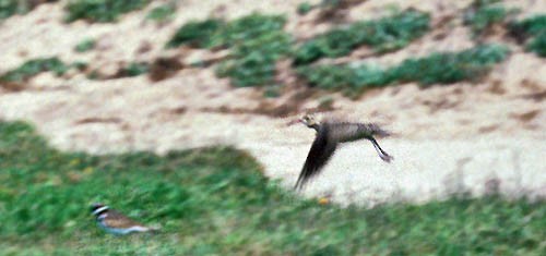 Little Curlew - ML32059011