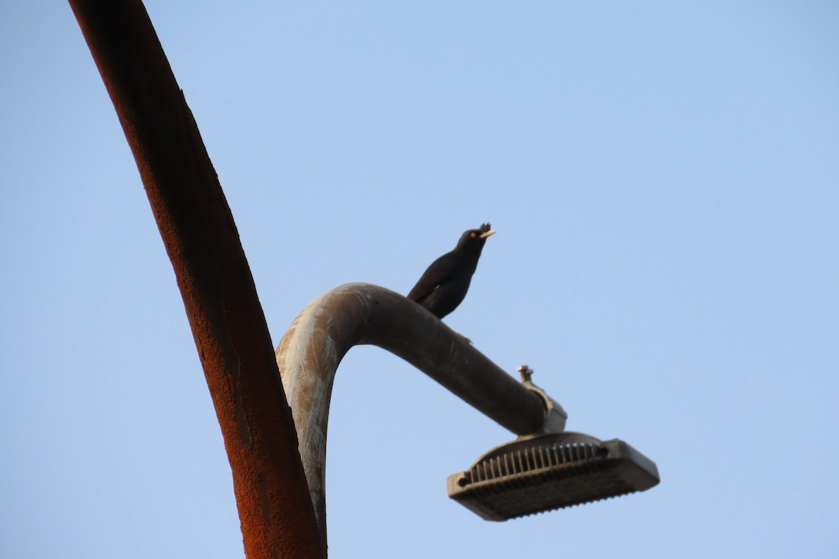 Crested Myna - ML320590111