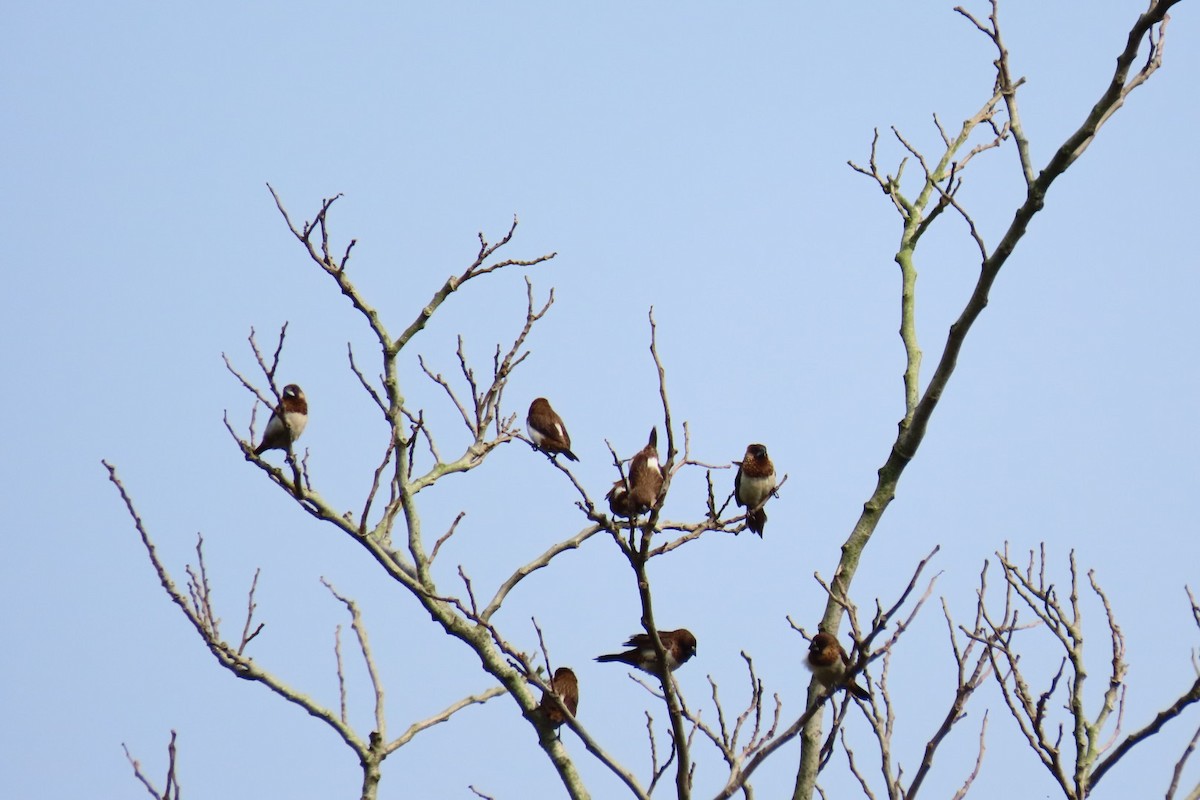 White-rumped Munia - ML320590181