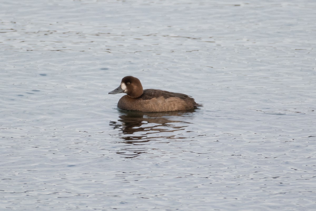 Greater Scaup - ML320590201