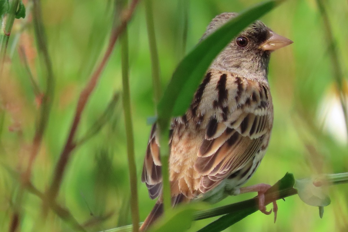Black-faced/Masked Bunting - ML320590291