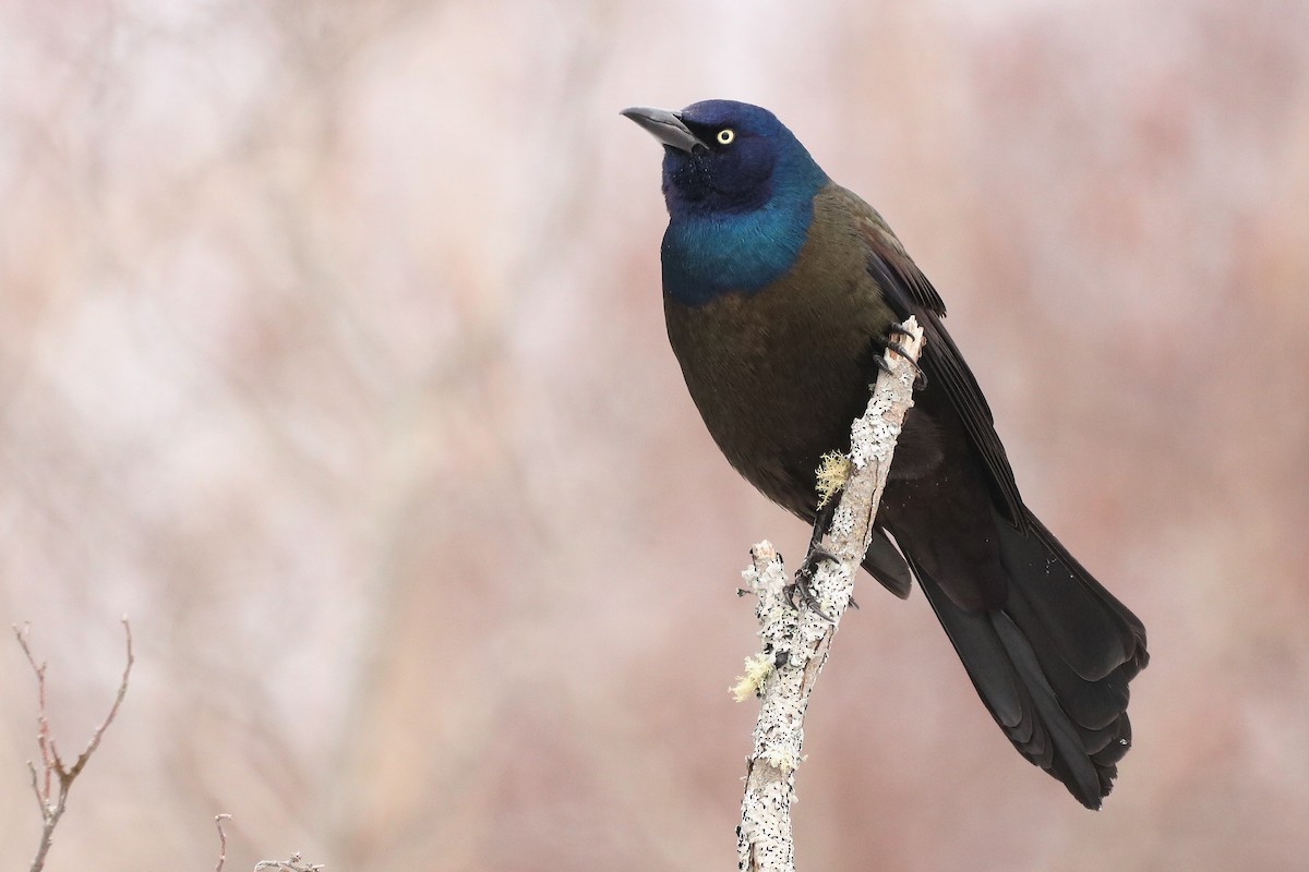Common Grackle - ML320591201