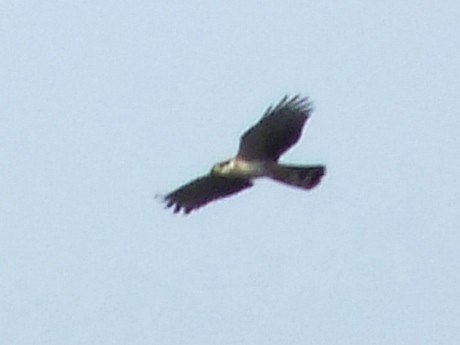 Hook-billed Kite - Jan Meerman