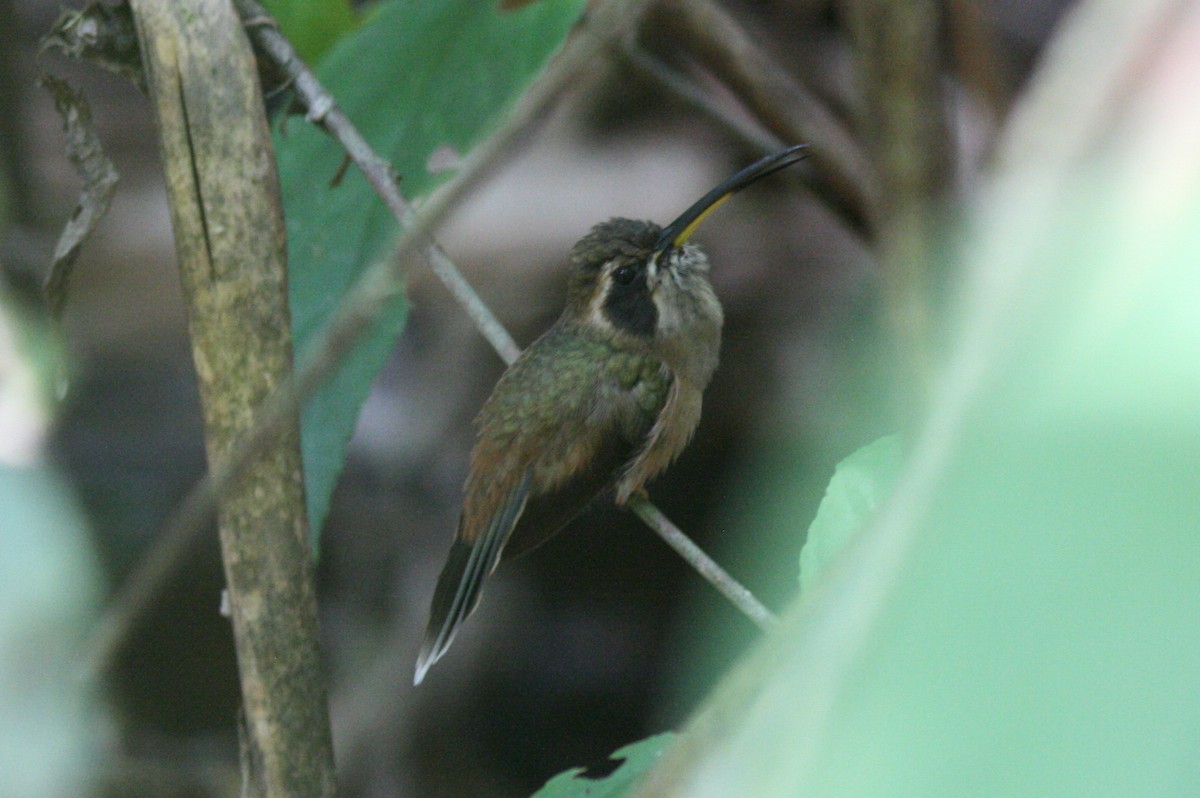 Stripe-throated Hermit - ML320594041