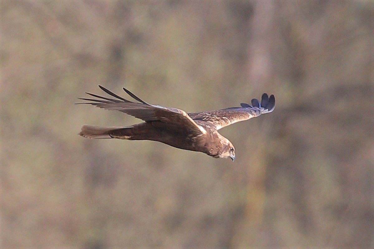 Western Marsh Harrier - ML320596121