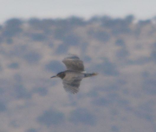 Black-crowned Night Heron - ML320596741