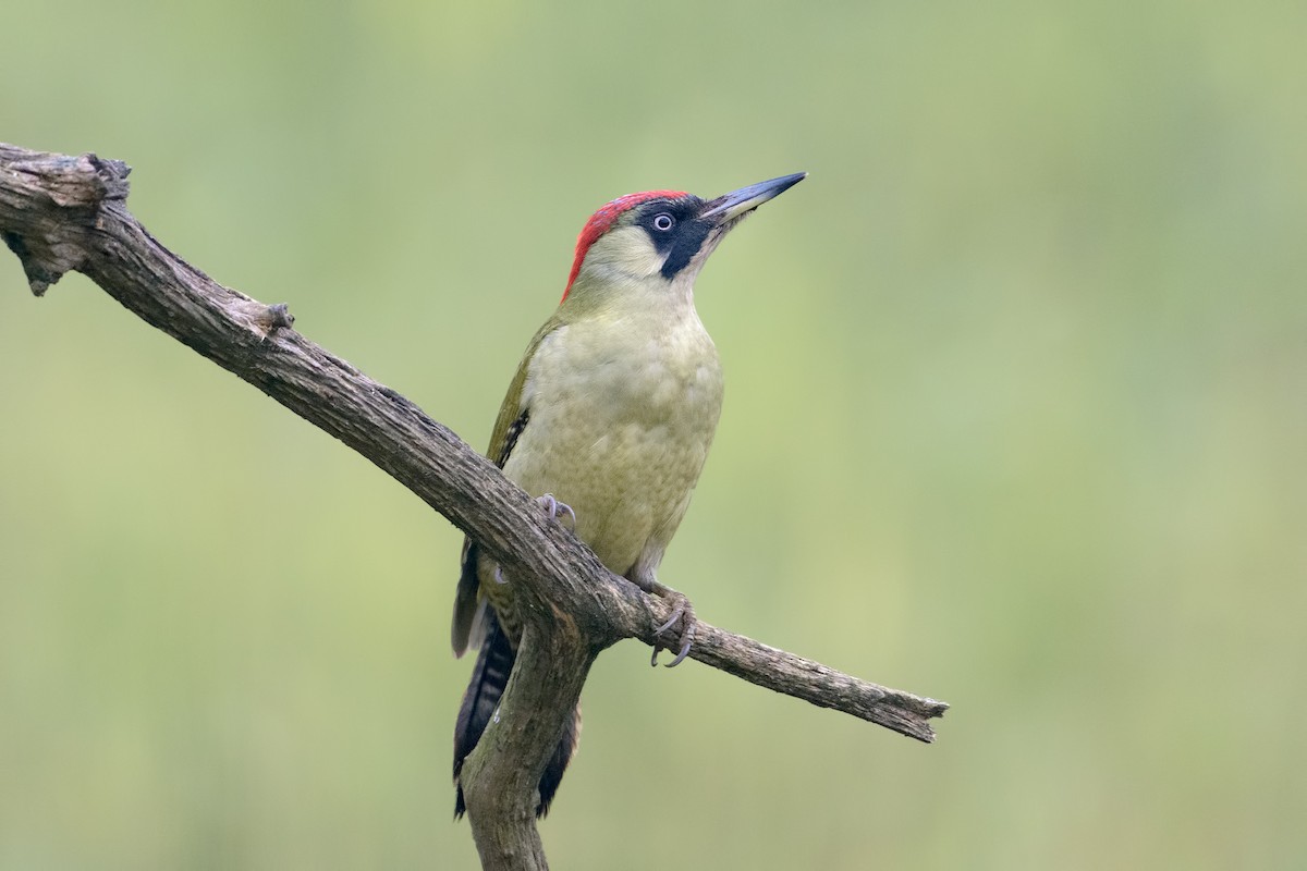 Eurasian Green Woodpecker - ML320596971