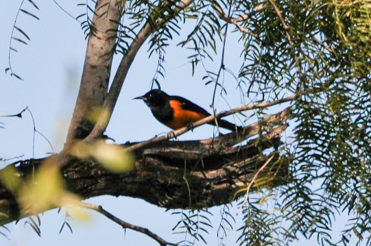 Black-vented Oriole - ML320597291