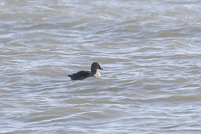 King Eider - ML320597751