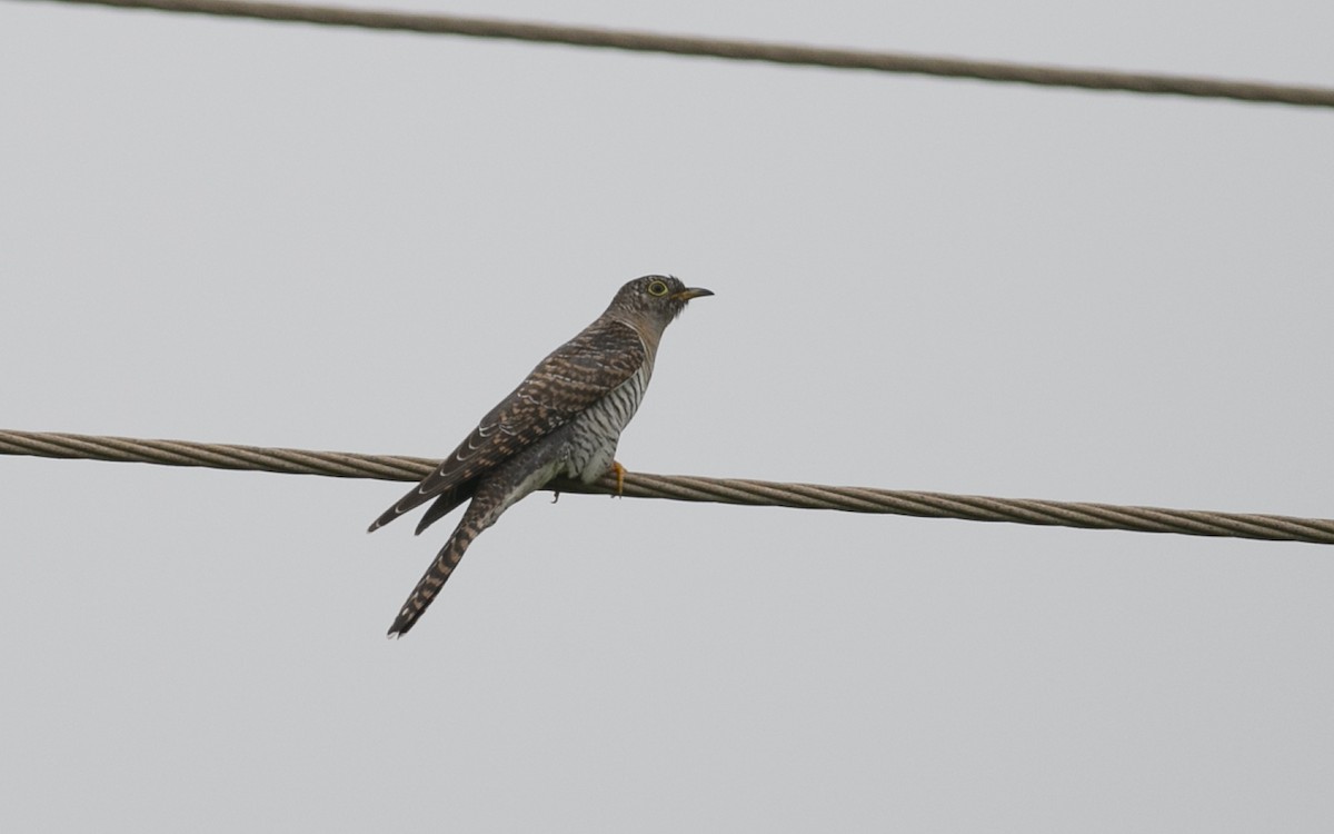 Common Cuckoo - Chandrika Khirani