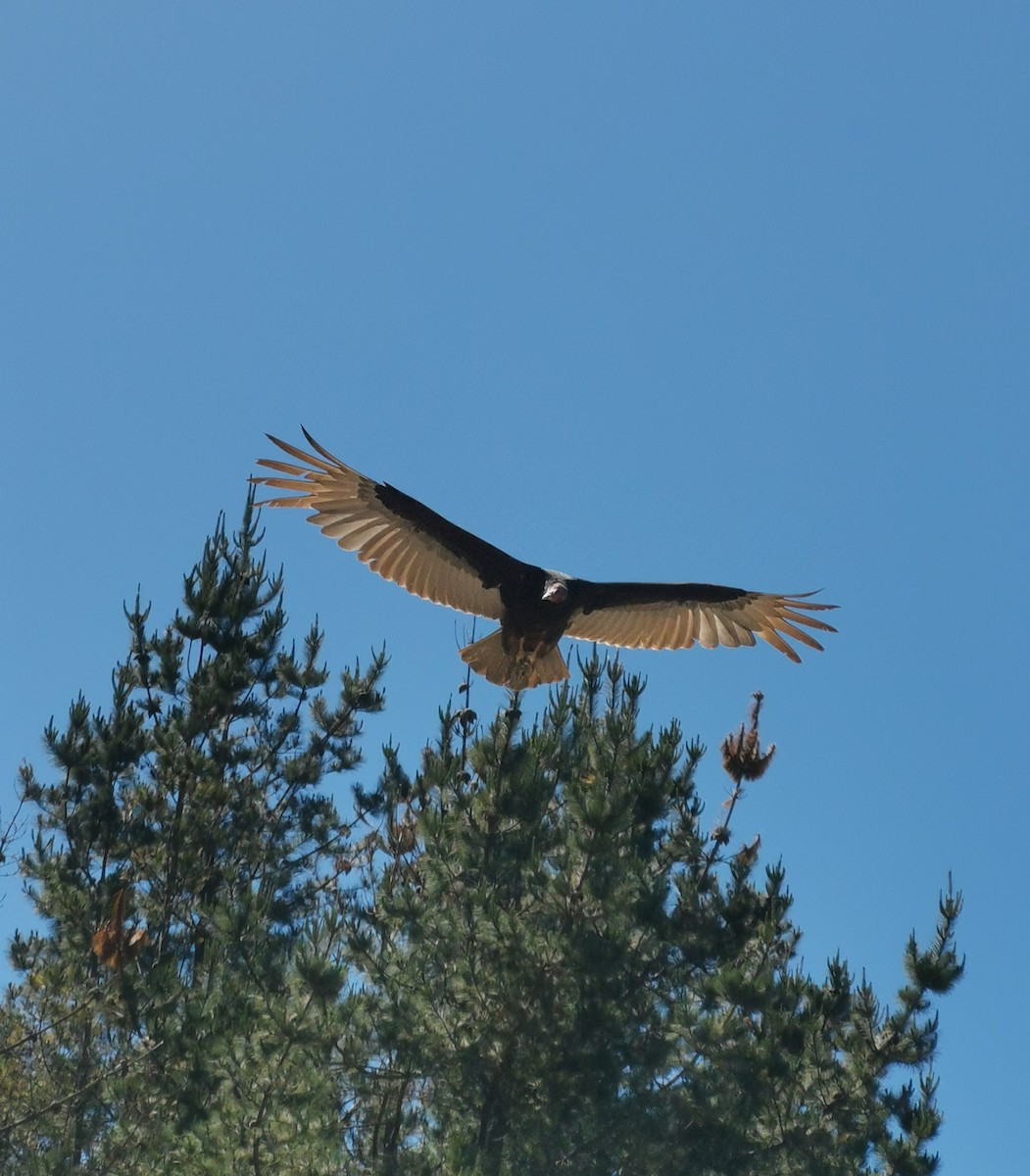 Turkey Vulture - ML320600081