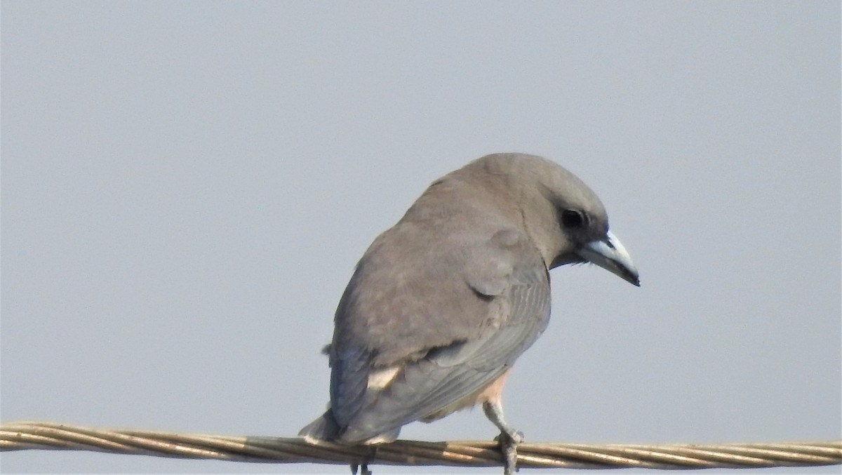 Ashy Woodswallow - ML320600131