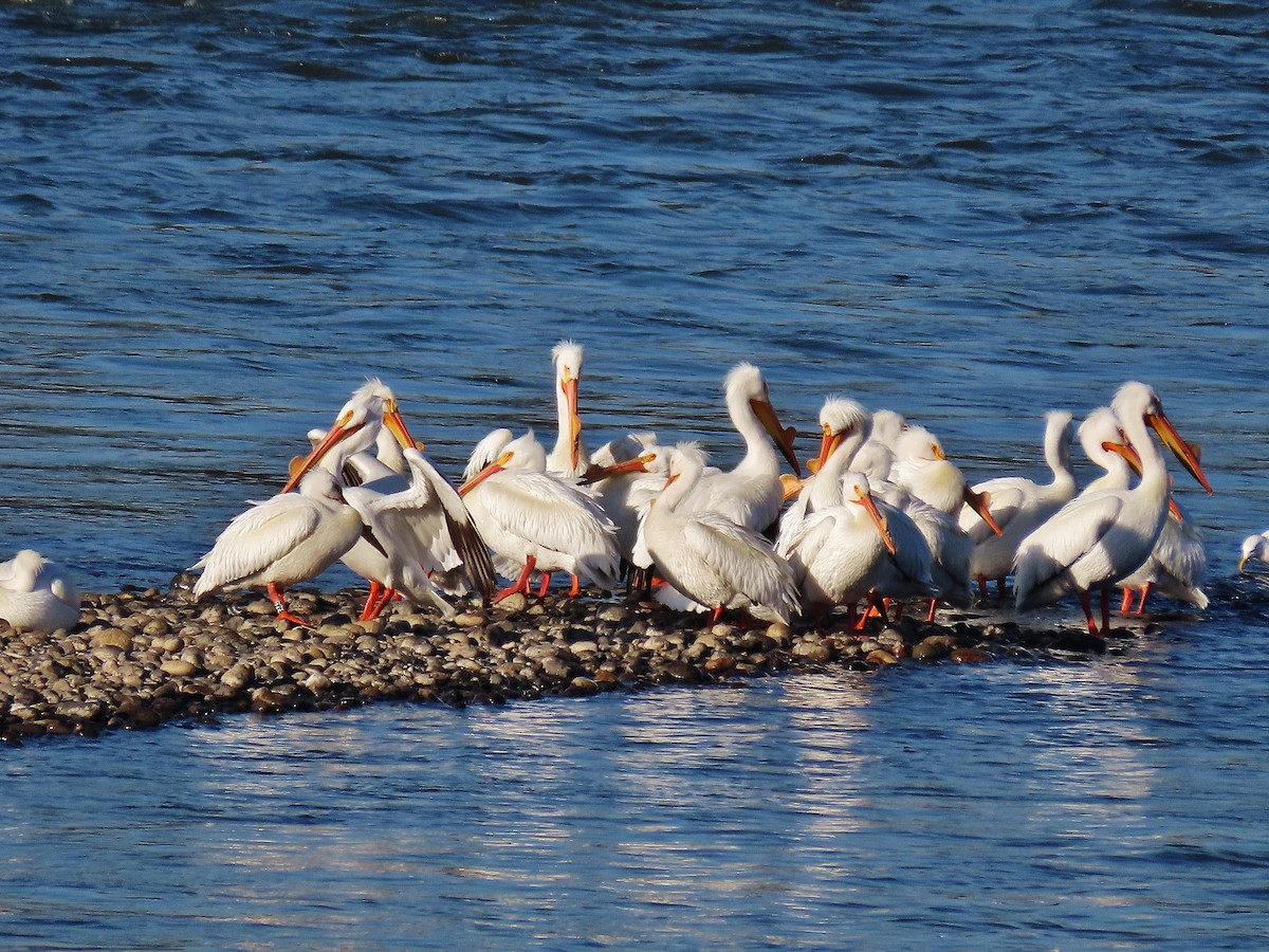 American White Pelican - Craig Johnson