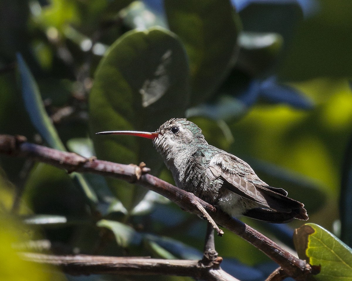 Broad-billed Hummingbird - ML320601981