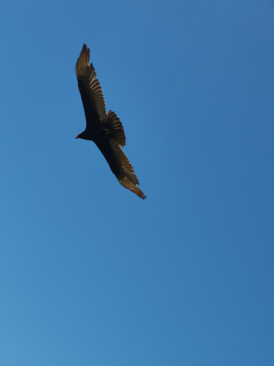 Turkey Vulture - ML320602141