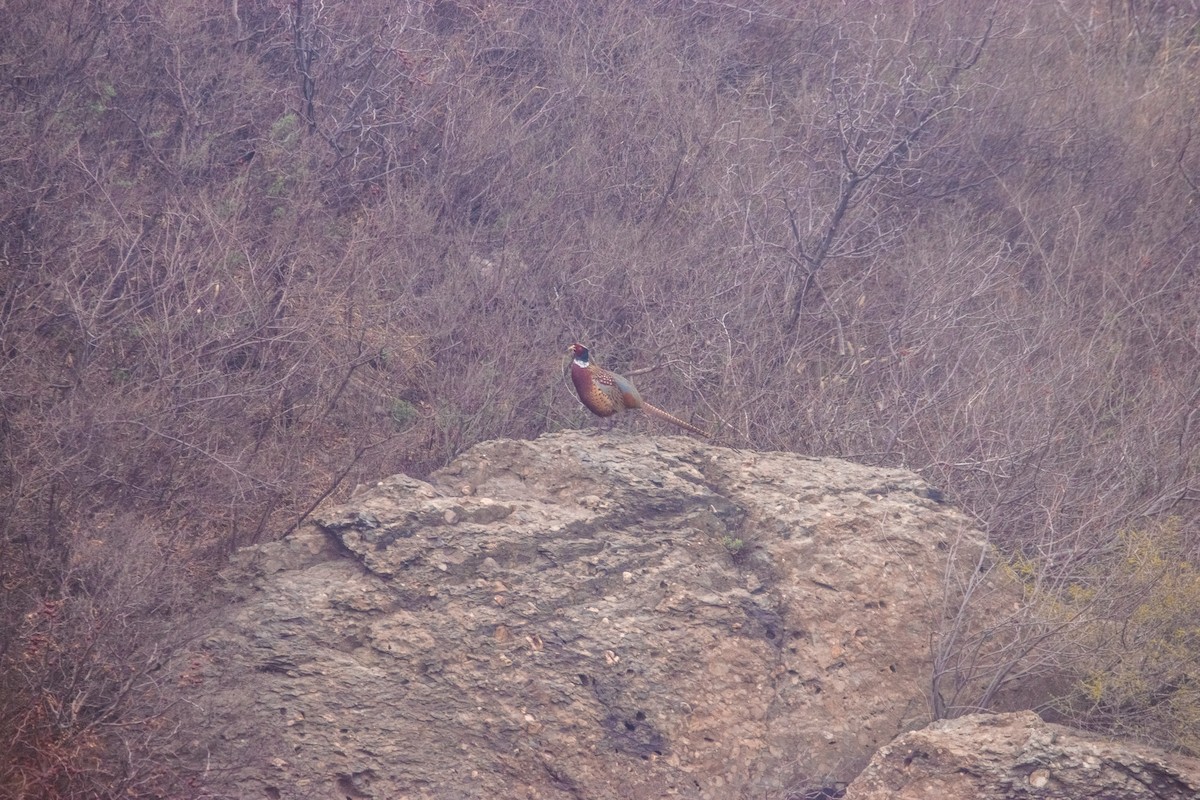 Ring-necked Pheasant - ML320603581