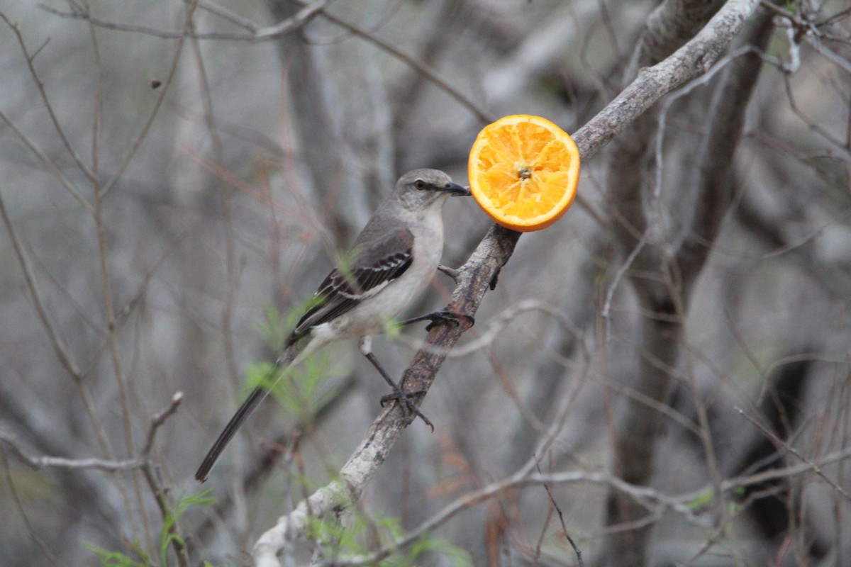 Northern Mockingbird - ML320603601