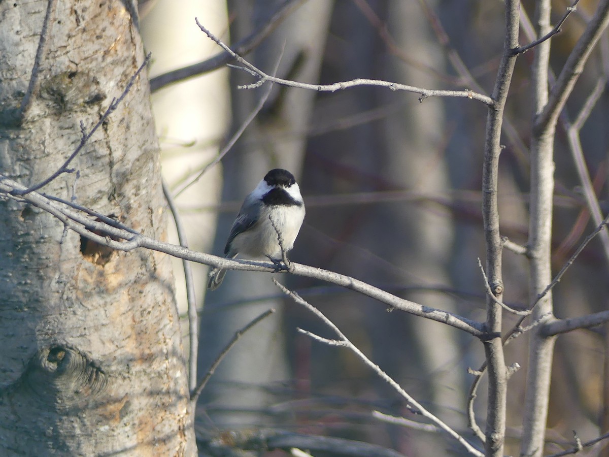 Black-capped Chickadee - Nolan Clements