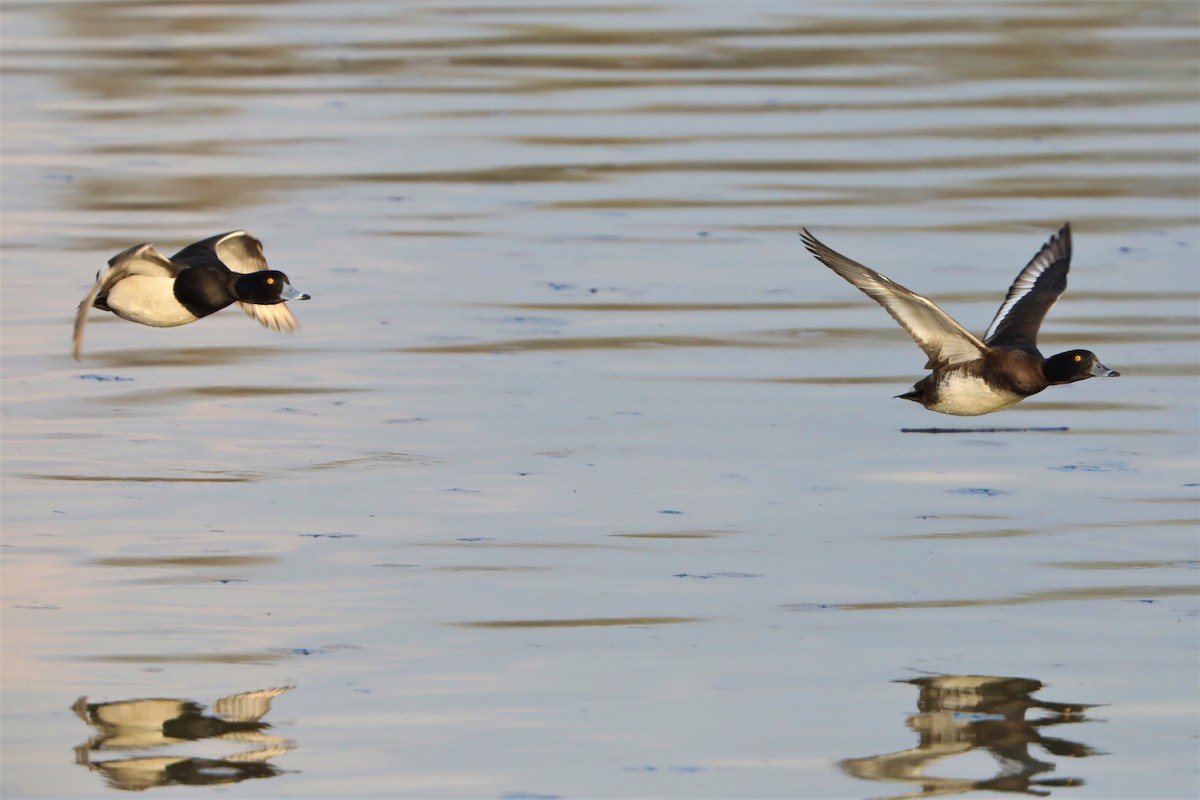 Tufted Duck - ML320605451
