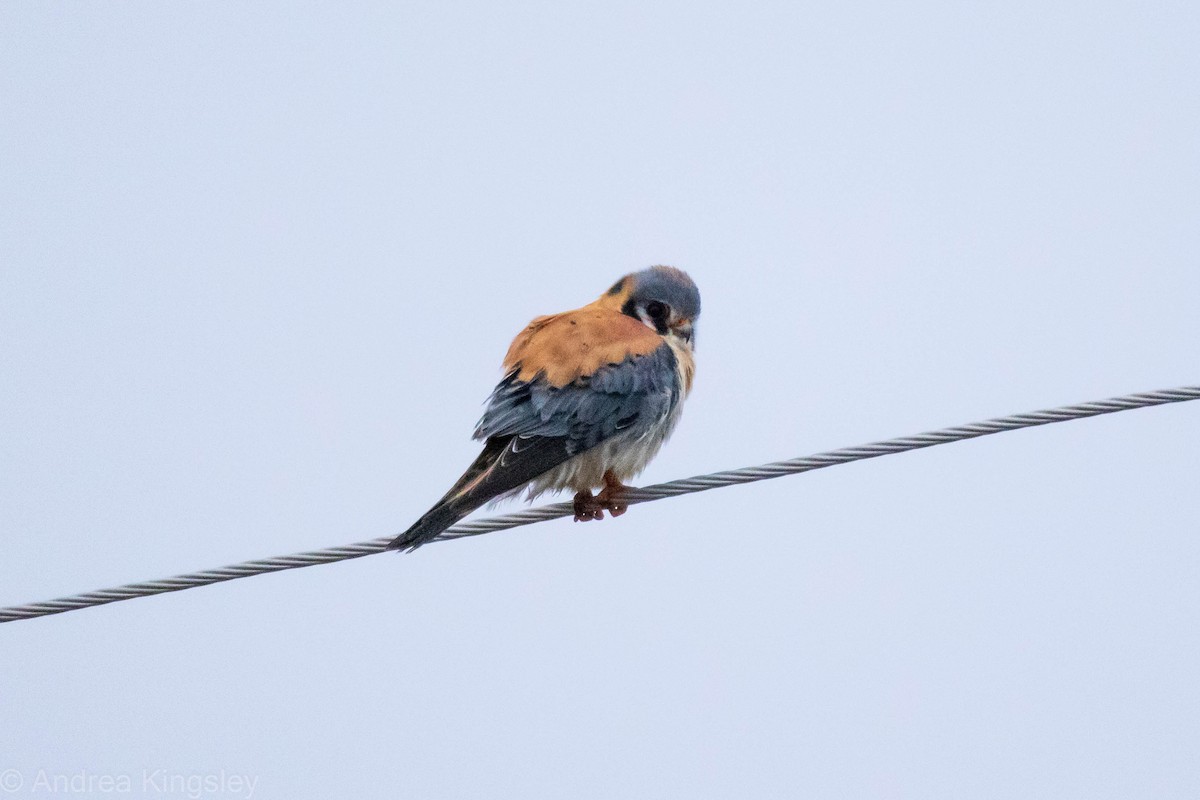 American Kestrel - ML320606911